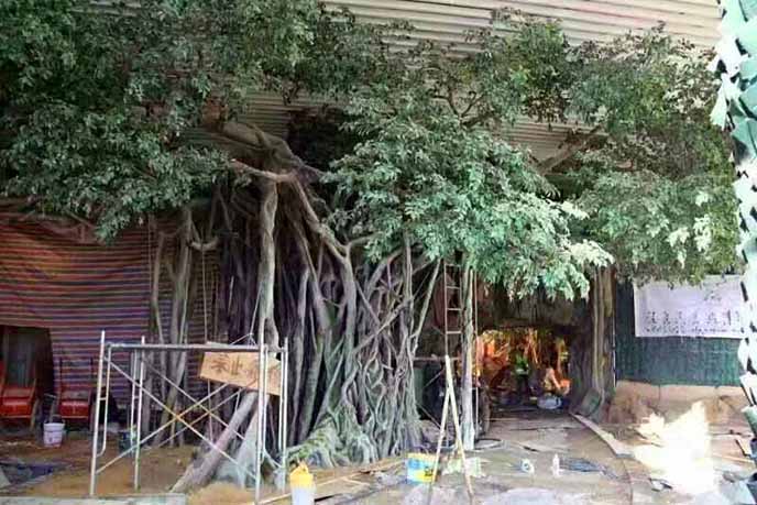 仿真榕树批发市场怎么样？仿真榕树的发展前景如何？