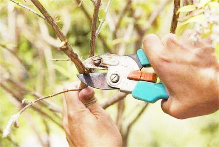 仿真树厂家北京淡水河谷树木养护之如何修剪一棵树