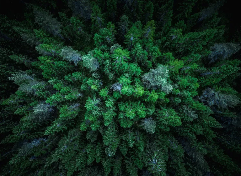 世界森林地图-世界森林覆盖图和天然树范围