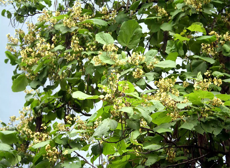 “catawba”树及其毛毛虫知识分享尽在北京厂家