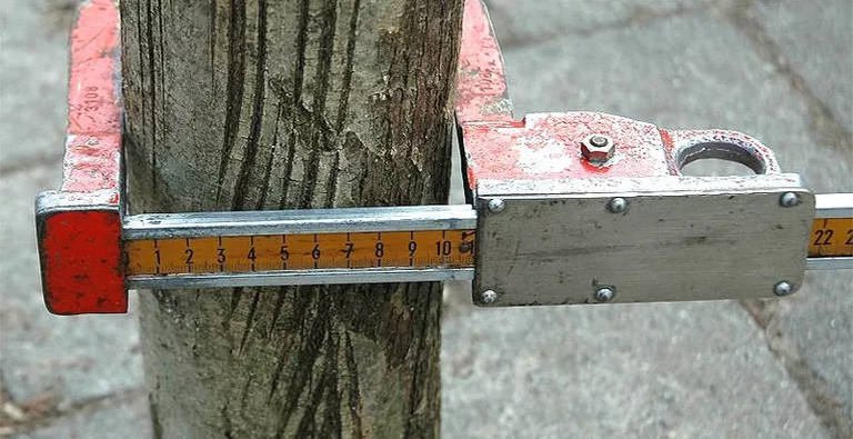 树木养护知识之什么是树木胸径高度？