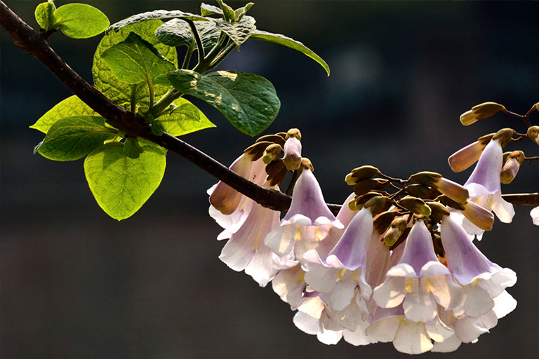 人们应该栽种皇家泡桐树的原因泡桐树的种植优势