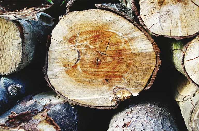 出售树木时收获的主要木材产品-您在木材销售时可能拥有的林产品