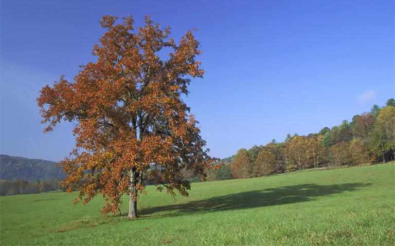 北美山核桃树主要种类简单介绍