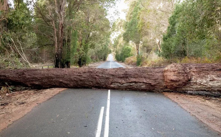 什么是林业寡妇制造者-寡妇制造者和其它森林危害