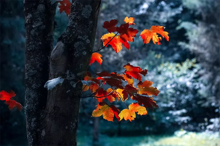 5种方法使用树木除草剂-杀死不需要的木茎植物