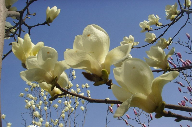Saucer Magnolia日本木兰花树的特征-北京厂家