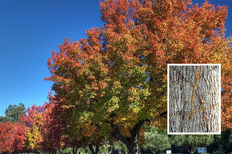 史上全细休眠树识别库（六）