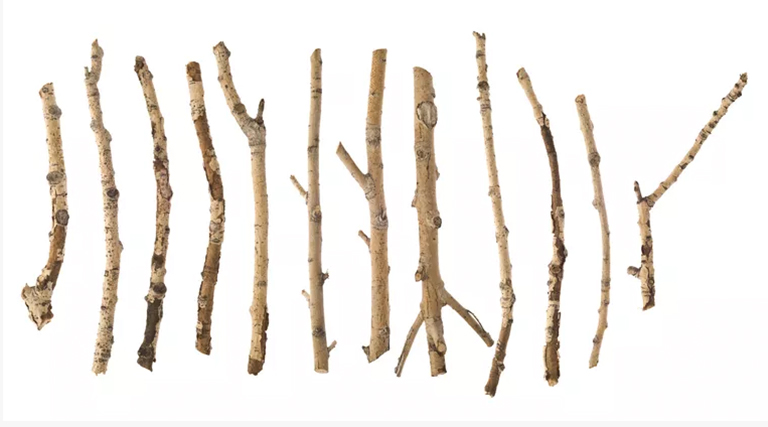 冬季树木鉴定入门指南-如何识别和命名休眠树