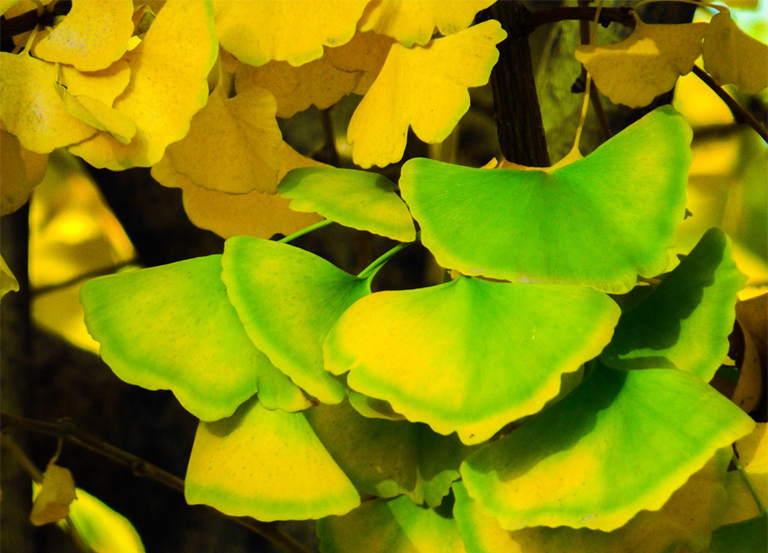 基本银杏叶资料信息-研究冰河时期消灭的古景观标本（一）