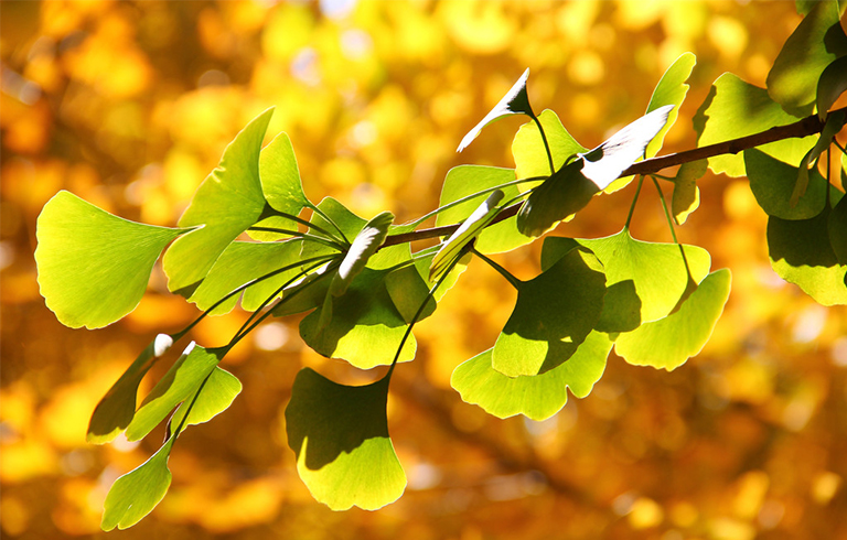 基本银杏叶资料信息-研究冰河时期消灭的古景观标本（二）