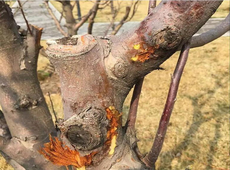 32多种常见的树木b害导致大多数树木的健康下降和死亡（三）