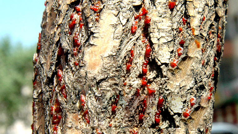 32多种常见的树木b害导致大多数树木的健康下降和死亡（四）