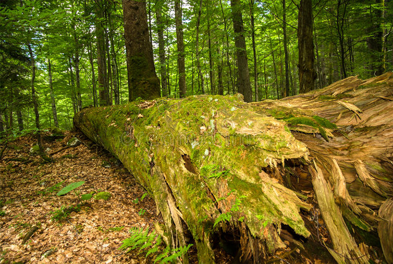 诊断和控制树木中的心脏腐烂-树心材的常见b