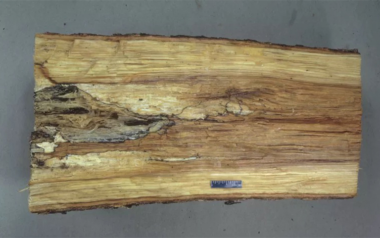 根茎对接烂树b预防和控制-根腐b是影响硬木常见的树木b害之一