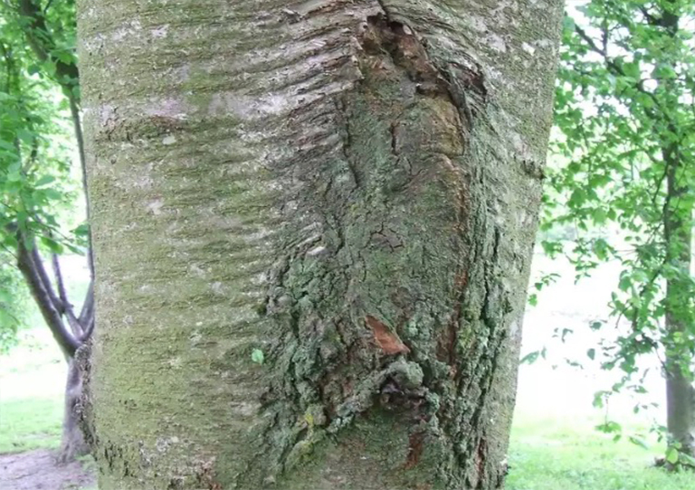 包含树皮的问题-树皮夹杂物使树木变弱和不安全