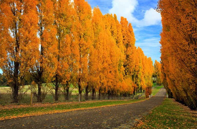 杂交杨的优缺点-我们应该种杂交杨树吗