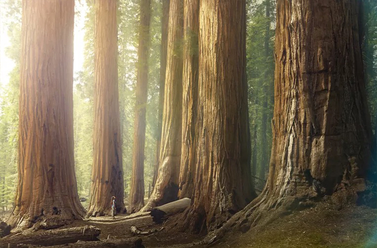 估计林木的年龄-粗略估计树龄的无创测量