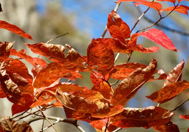仿真树酸模树／Oxydendrum arboreum原生树的基本生长情况