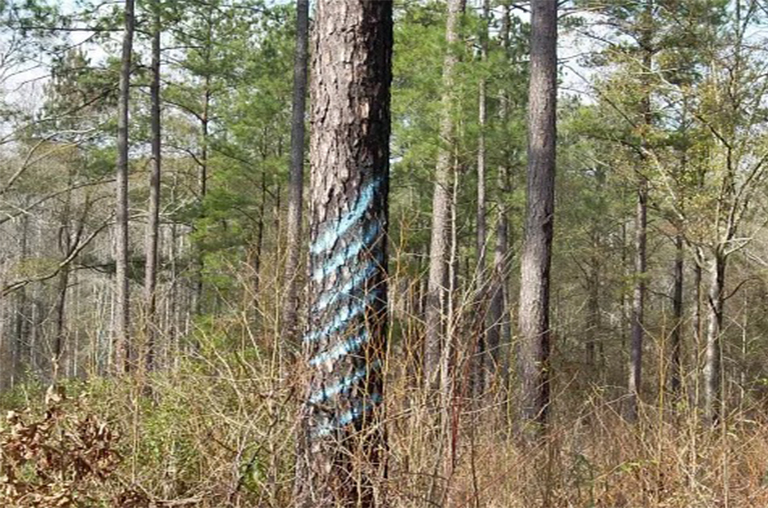 鼓励森林新的木材采伐方法-主要的自然平龄和不平龄造林计划