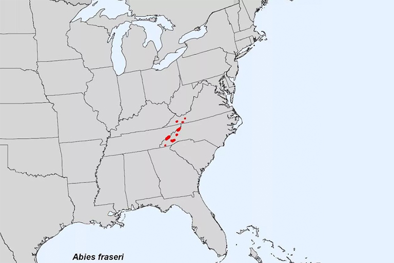 关于弗雷泽冷杉-Abies Fraseri-受欢迎的圣诞树