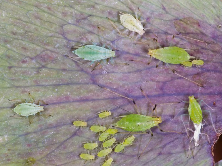 前五名能杀死硬木树的具侵略性的虫子