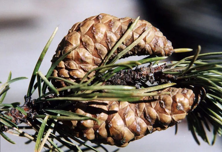 Serotiny和浆液性锥体