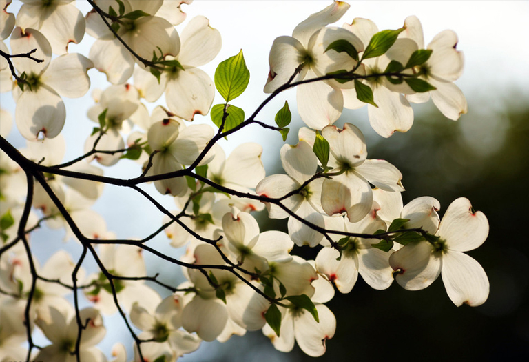 山茱萸的秋天叶子颜色在USDA坚硬区域中为生动