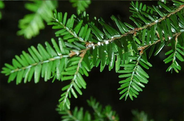 Hemlock Wooly Adelgid-识别和控制