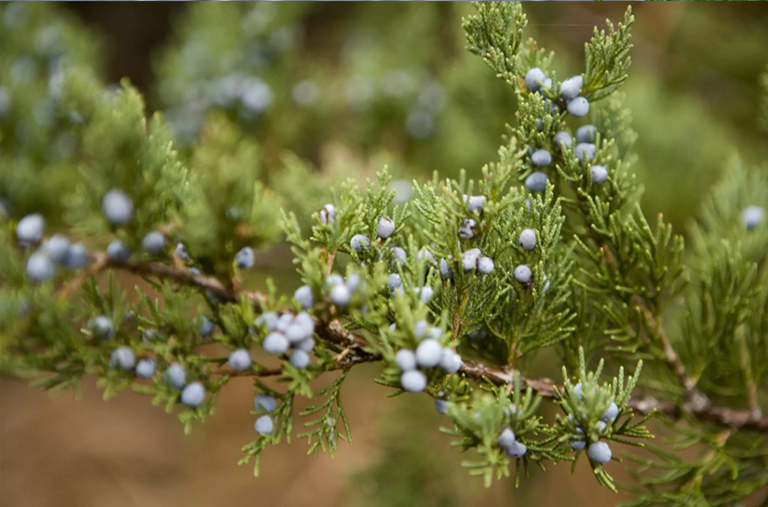 东部红杉北美杜松（Juniperus virginiana）-北美百大常见树