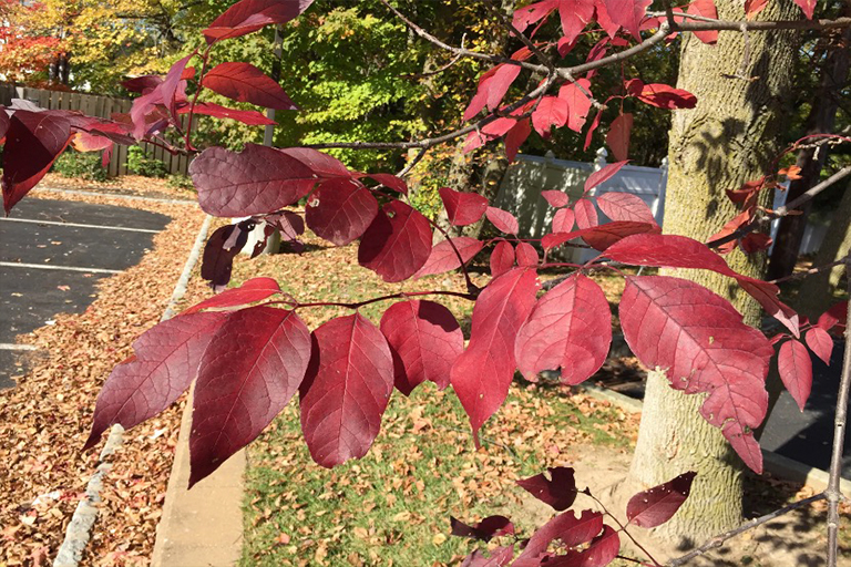 北美常见的硬木树-北美常见的硬木树历史和栖息地（一）