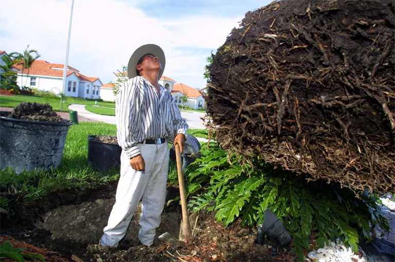 照顾新栽种移植物的树木-如何避免对重新种植或移植的树木造成损害