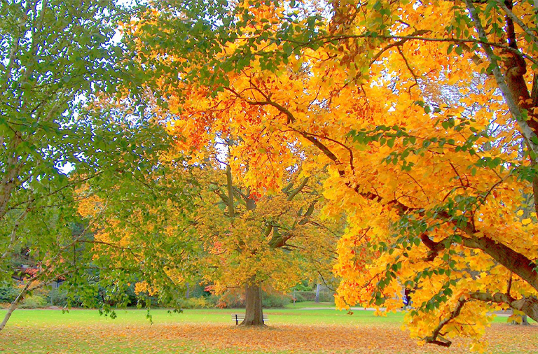 开发树木林地狩猎租赁（二）