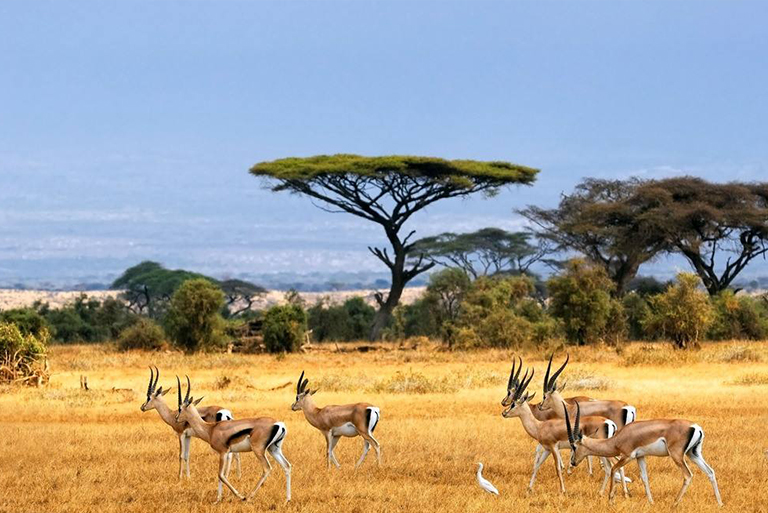 稀树草原生物群落-气候、位置和野生生物