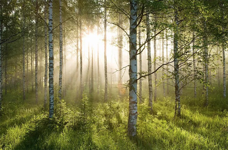 什么是固碳-固碳的重点在于处理碳而不是阻止其释放