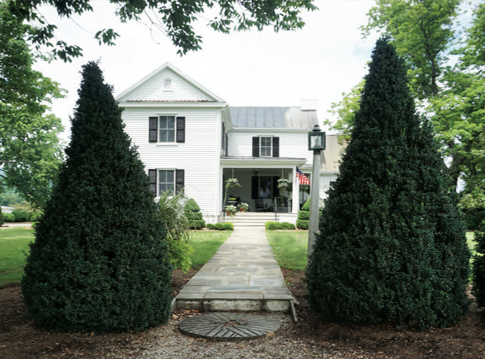 如何识别黄杨木枯萎b及其处理方法