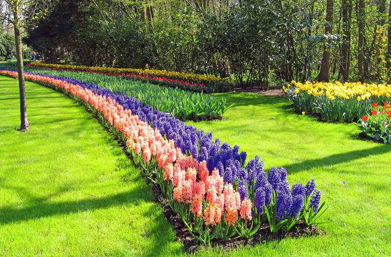 为什么专家修剪对成功的景观管理计划至关重要