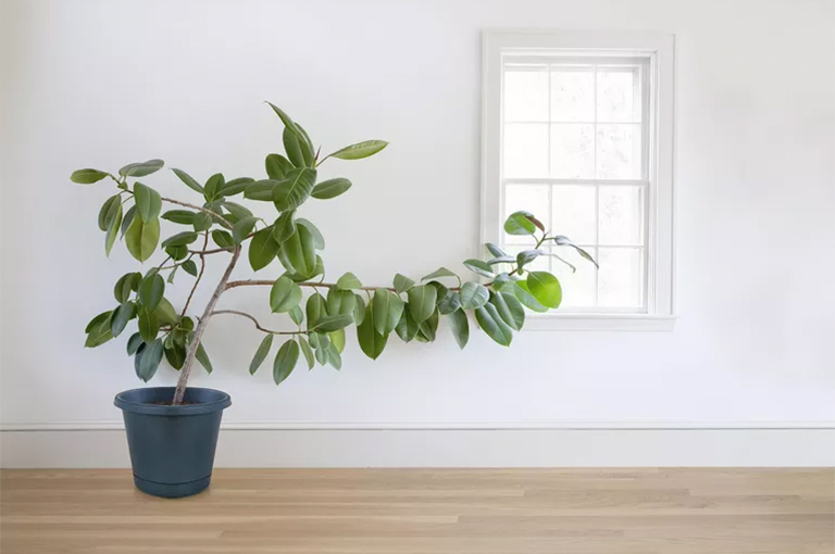 植物为何向着光明弯弯曲曲-植物向光性解释