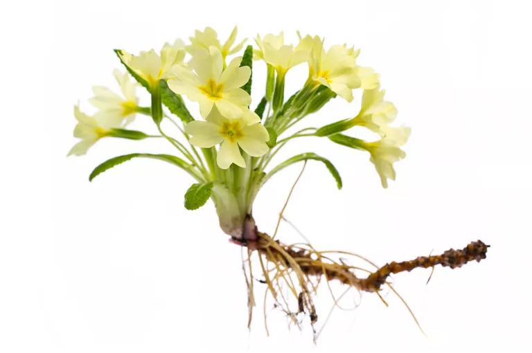 植物根茎的定义以及实例