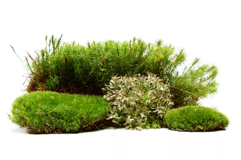 苔藓和其他非血管植物的特征-上