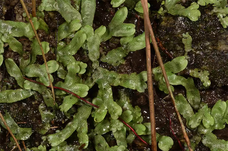 苔藓和其他非血管植物的特征-下