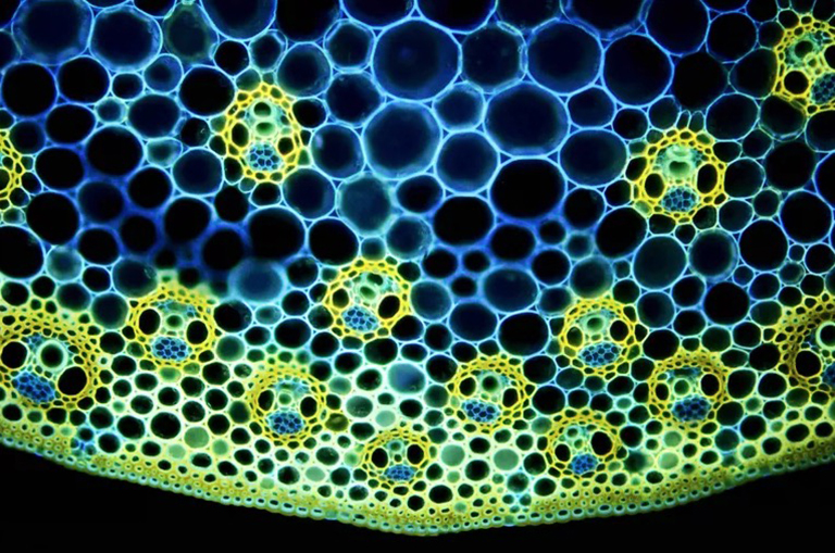 探索植物组织系统的内在生命