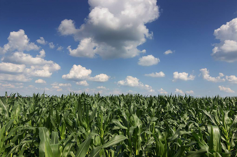 我们熟知的植物-玉米的解剖