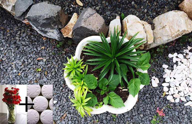 植物诱导的抗性-您的植物需要阿司匹林吗？