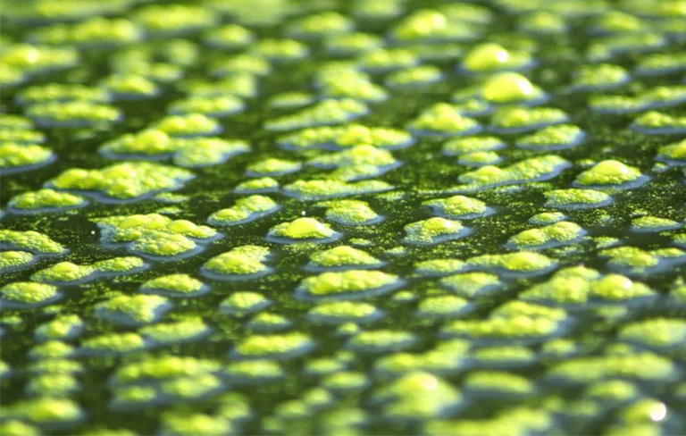 7种主要藻类-上