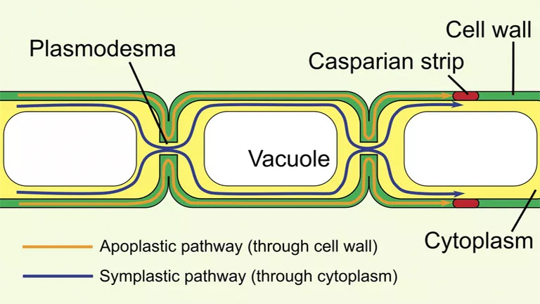 植物细胞之间的桥梁-Plasmodesmata