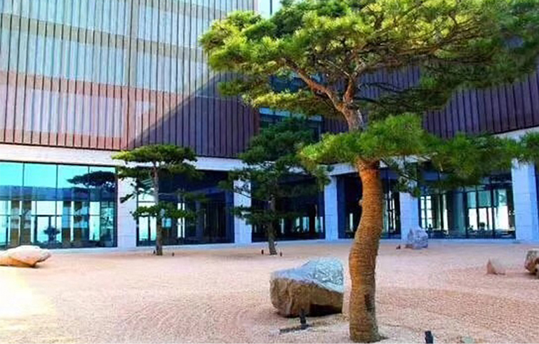 5张高仿真松树让您体验匠人神