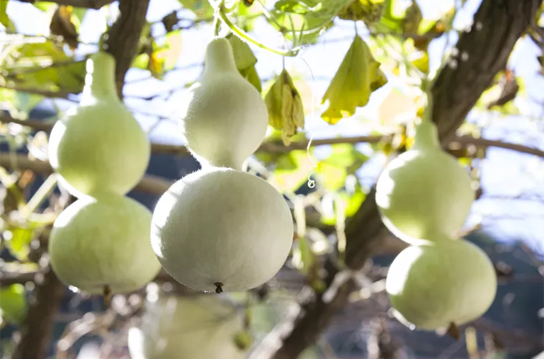 葫芦的驯化和历史