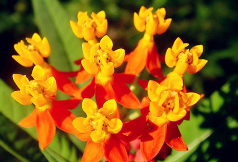 沙漠植物百科全书-艳丽的乳草马利筋