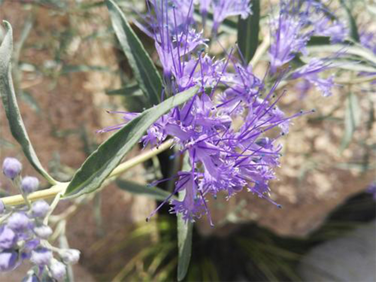 沙漠植物百科全书-马鞭草